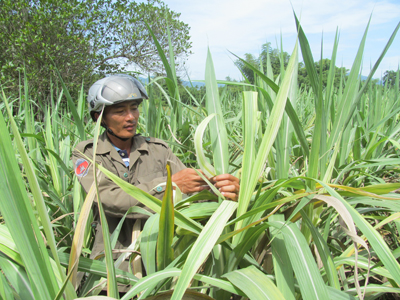Hình 5: Thăm ruộng kiểm soát dịch