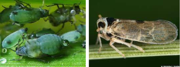 Hình 3. Virus gây hại thông qua côn trùng chích hút