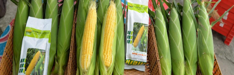 Hình 4. Chọn giống ngô kháng bệnh