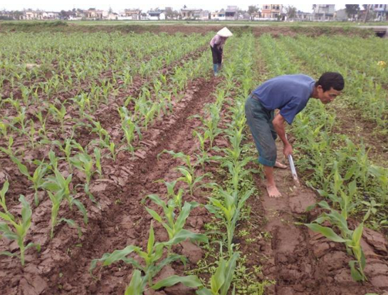 Hình 5. Canh tác hợp lý