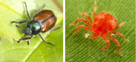 Hình 6. Thiên địch của các loại côn trùng môi giới virus bệnh khảm lá