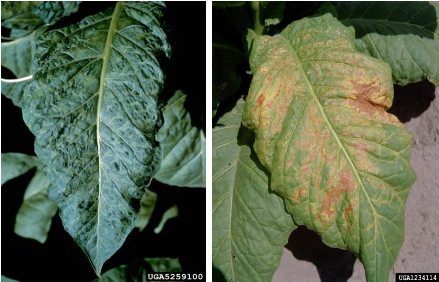 Hình 1. Vết bệnh trên lá