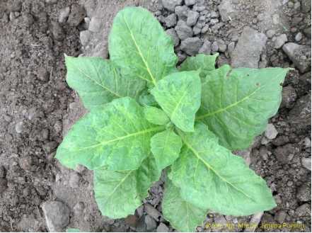 Hình 2. Cây thuốc lá bị khảm