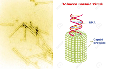 Hình 3. Tobacco mosaic virus (TMV)