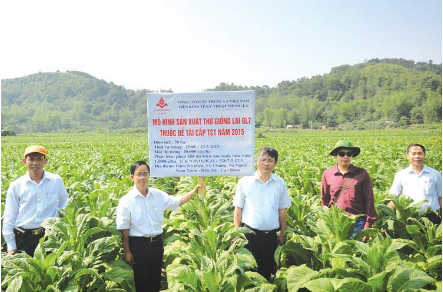 Hình 4. Thử nghiệm chọn lọc giống