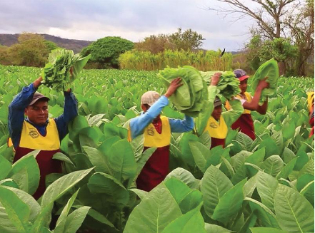 Hình 5. Canh tác hợp lý