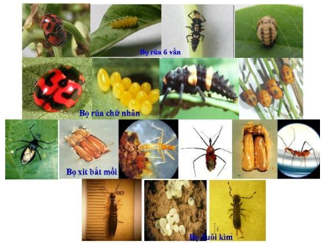 Hình 6. Một số loài thiên địch của môi giới truyền bệnh