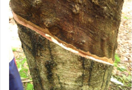 Hình 2: Cây bị mắc bệnh khô miệng cạo