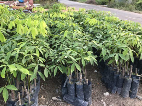 Hình 3. Giống chọn lọc