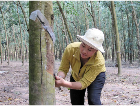 Hình 4. Cạo đúng kỹ thuật