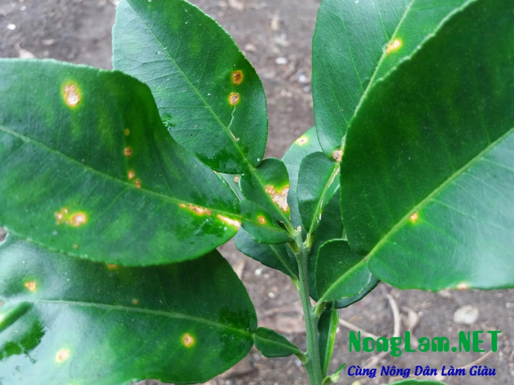 Hình 1. Biểu hiện bệnh trên lá