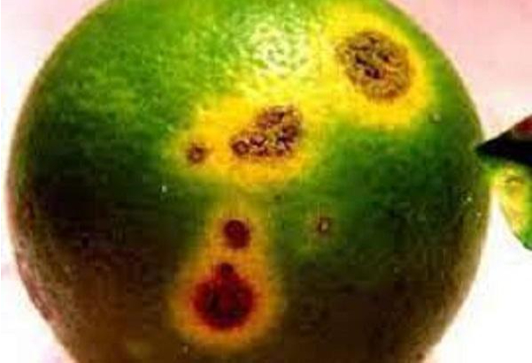 Hình 2. Vết bệnh trên quả