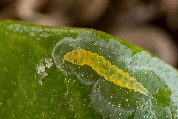 Hình 3. Sâu vẽ bùa - tác nhân truyền bệnh