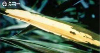 Hình 1. Dứa bị nhiễm bệnh luộc lá