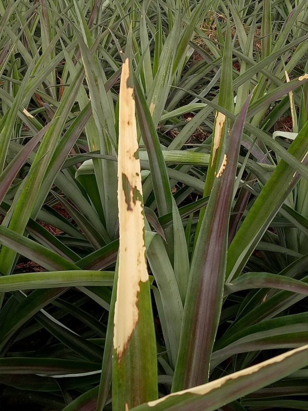 Hình 3. Lá dứa bị nhiễm bệnh luộc lá