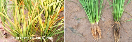 Hình 1. Dấu hiệu bệnh nghẹt rễ lúa