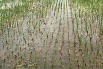 Hình 2. Ruộng lúa bị gây hại do bệnh nghẹt rễ