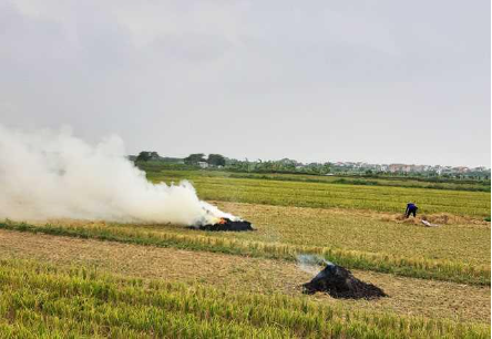 Hình 3. Xử lý rơm rạ sau thu hoạch