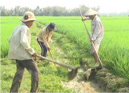 Hình 4. Tháo nước xử lý chân ruộng