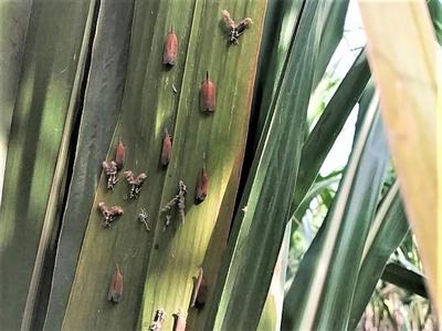 Hình 1: Rầy hại mía