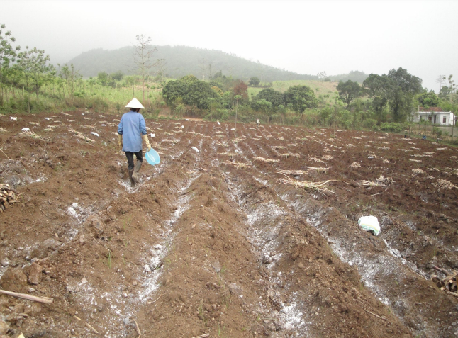 Hình 4: Thực hiện làm đất trước khi trồng mía