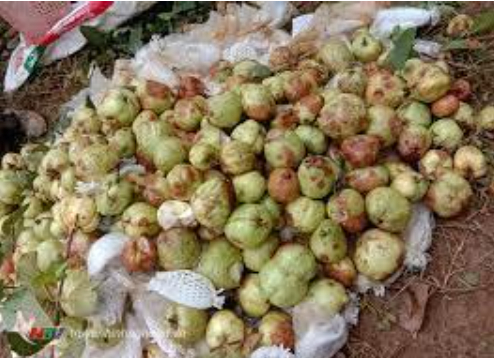 Hình 2: Mức độ ảnh hưởng của bệnh nám trái ổi