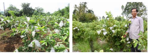 Hình 3: Một số biện pháp hạn chế bệnh rám trái