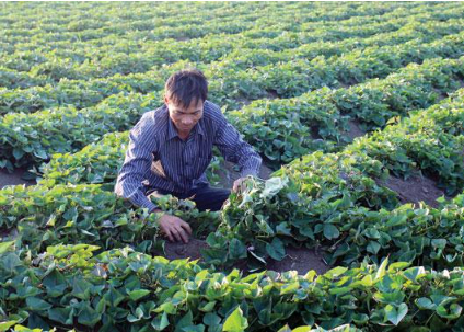 Hình 5: Thăm ruộng kiểm dịch