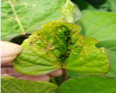 Hình 3. Lá khoai lang bị sâu gây hại