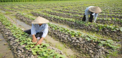 Hình 5: Biện pháp canh tác