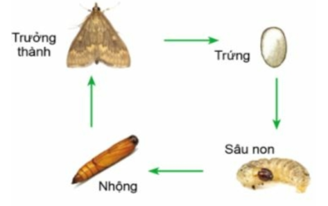 Hình 2. Vòng đời