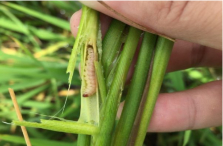 Hình 3. Triệu chứng