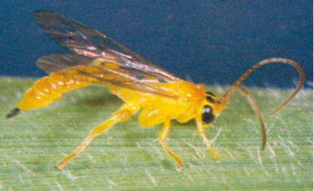 Hình 4 . Thiên địch của sâu bệnh