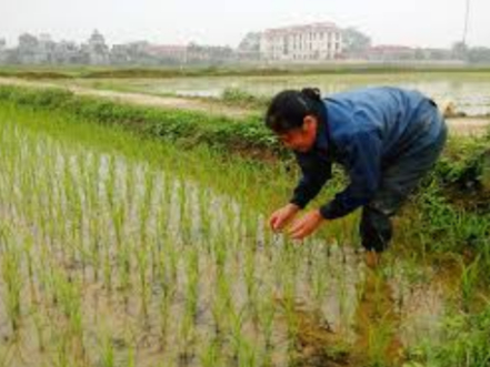 Hình 5. Chăm sóc thường xuyên