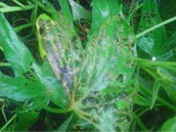 Hình 3. Lá khoai lang bị sâu tấn công 