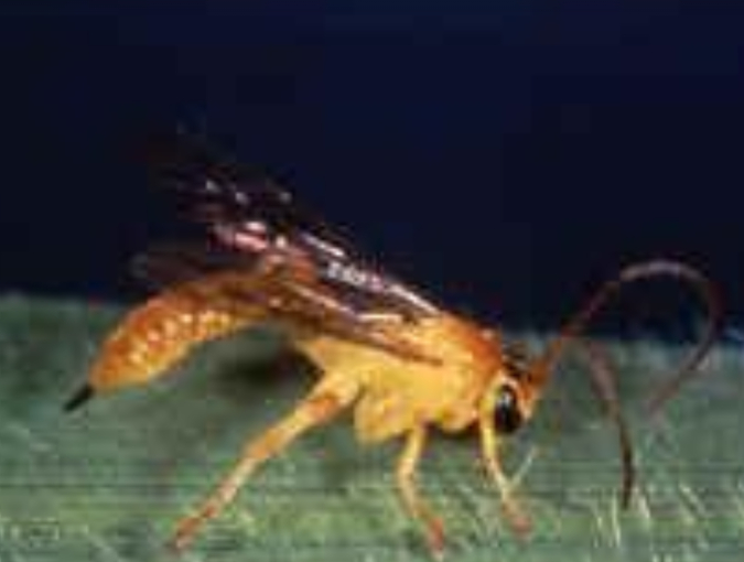 Hình 4. Ong ký sinh