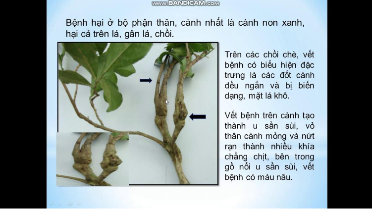 Hình 1. Bệnh sùi cành chè