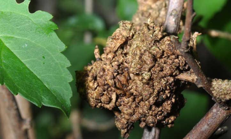 Hình 3. Bệnh sùi cành trên cây nho