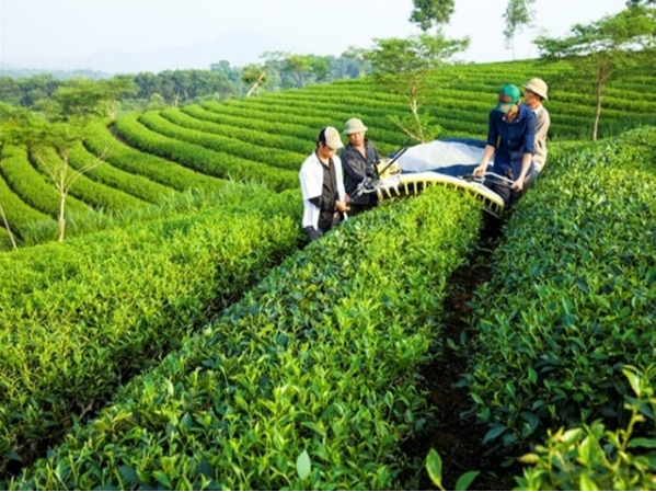 Hình 4 : Xử lý chè sau khi thực hiện đốn