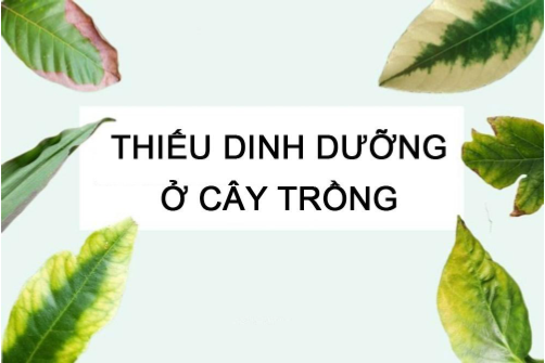 Hình 1. Dinh dưỡng chưa cân đối
