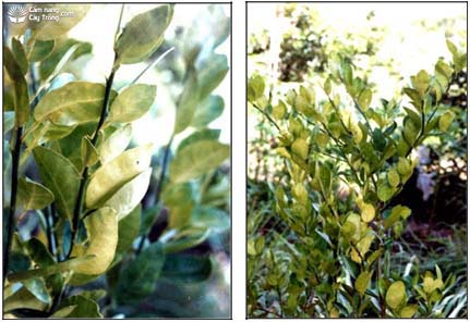 Hình 2. Triệu chứng thiếu đạm trên cây có múi