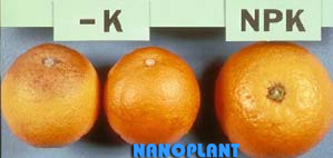 Hình 2: Quả cam khi thiếu kali bị nhăn và khô thấy rõ khi so với quả cam ở cây được bón NPK 