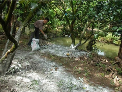 Hình 3: Vườn bưởi được bón vôi vào đất hạn chế rửa trôi kali