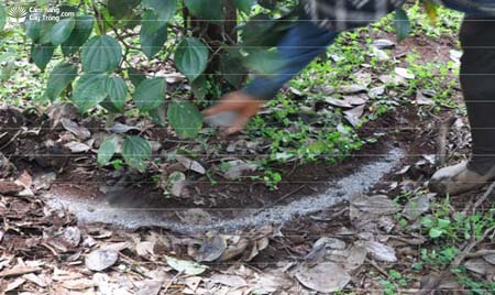 Hình 3. Bổ sung phân bón phòng bệnh thiếu kali cho cây