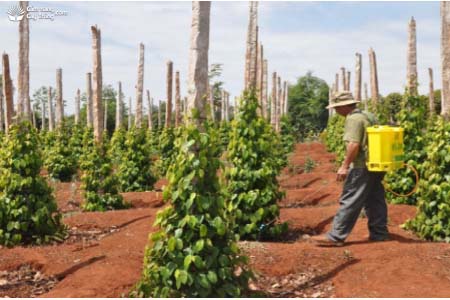 Hình 4. Phun phân bón lá chứa kali cho cây