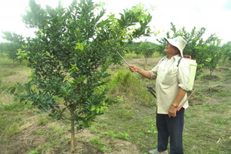 Hình 5. Phun thuốc xử lý bệnh