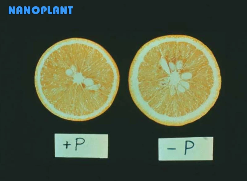 Hình 1: Hình ảnh cho thấy quả khi thiếu lân bị khô hơn  