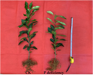 Hình 2: Cây cam thiếu lân sinh trưởng kém hơn bình thường
