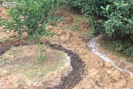 Hình 3: Vôi được bón vào các rãnh cây cam