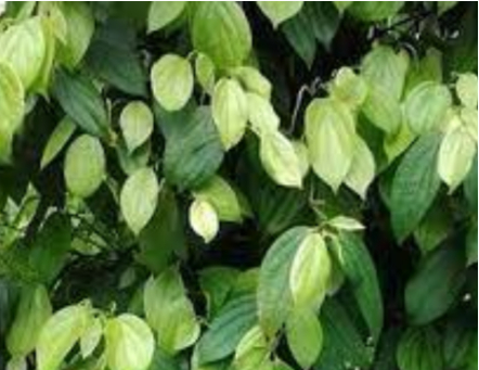 Hình 1. Cây hồ tiêu 